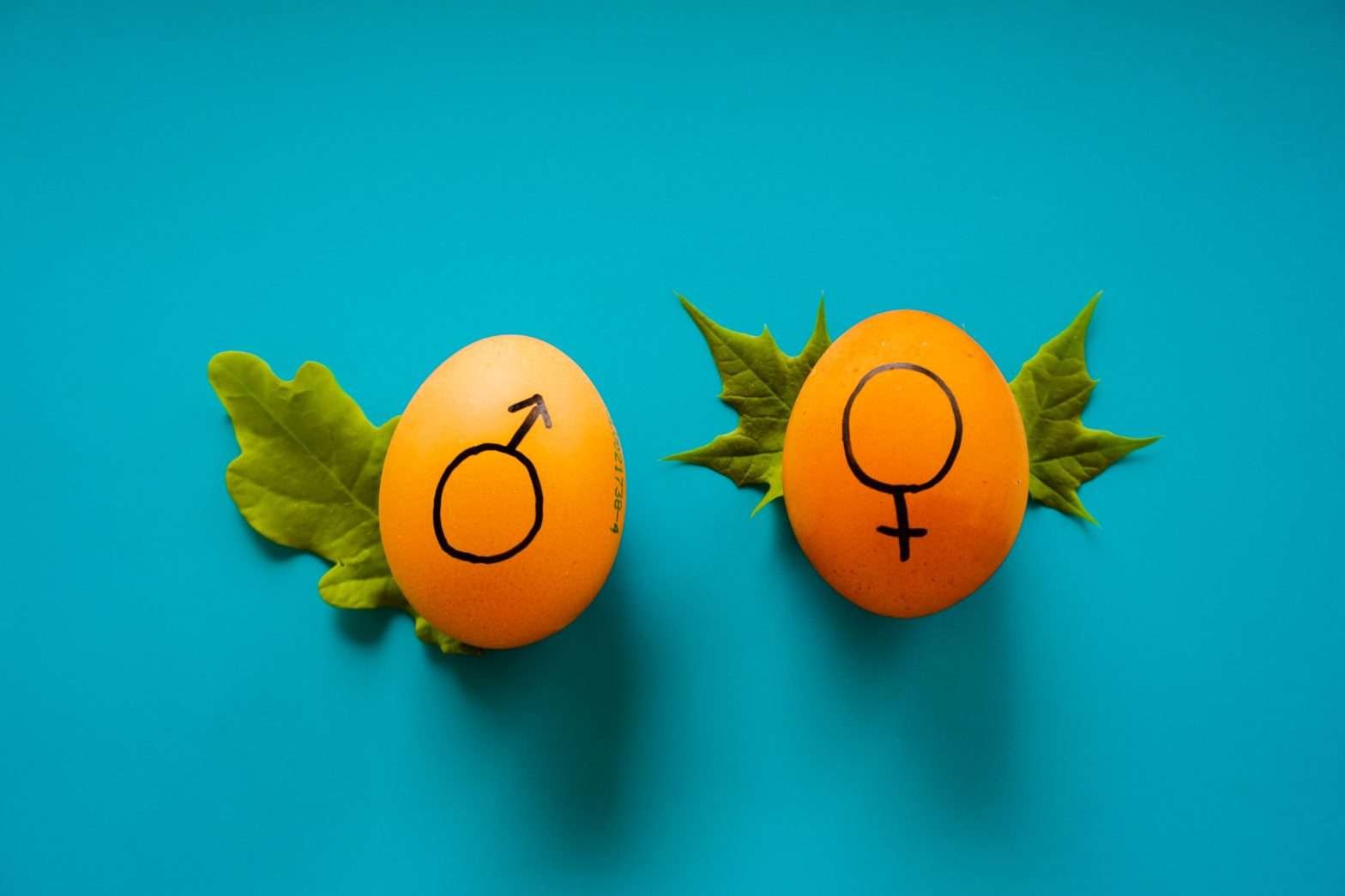 Dois ovos amarelos, em um fundo azul. Um ovo tem o símbolo grego da masculinidade, e o outro da feminilidade