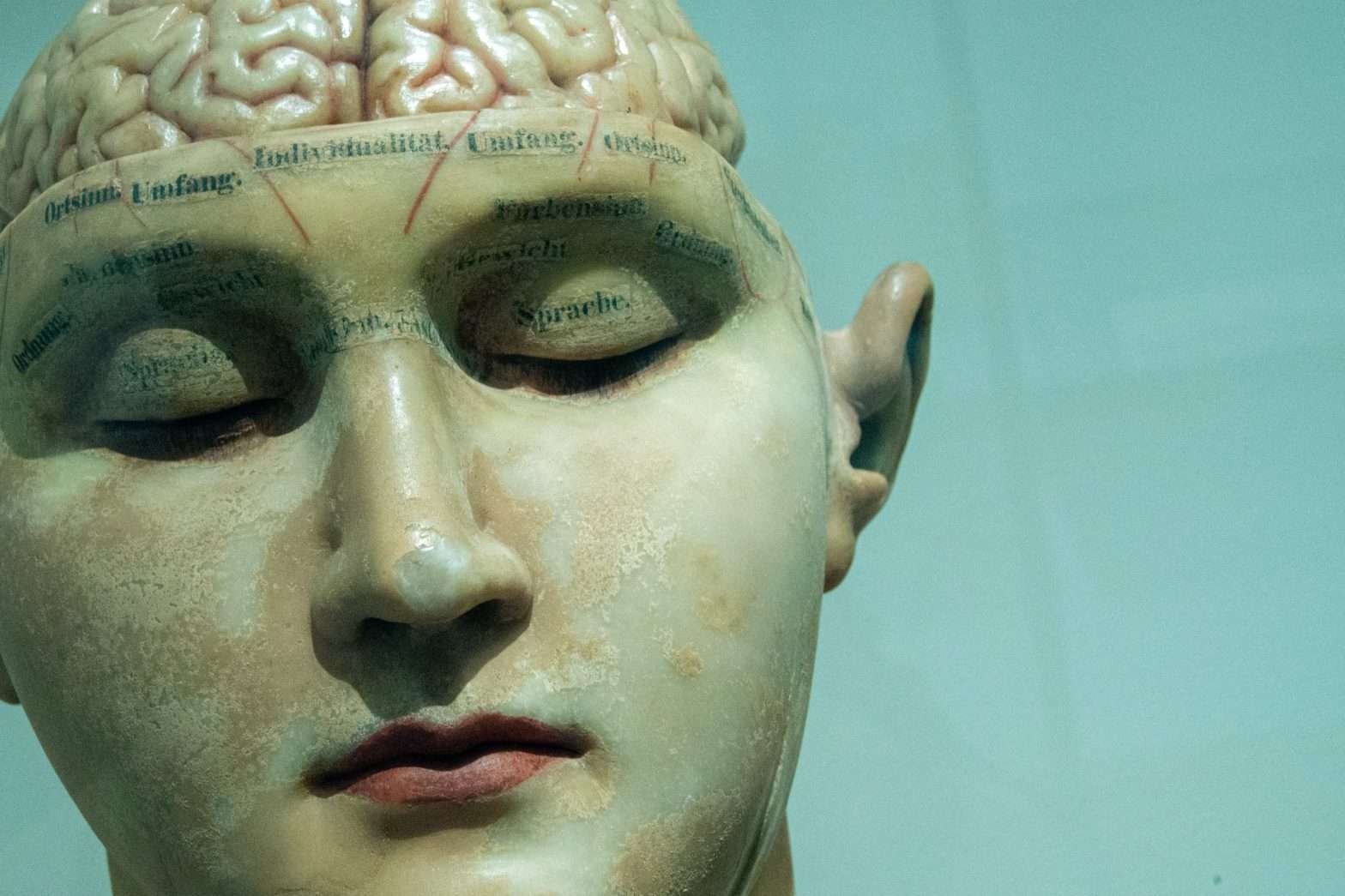 Manequim para estudo de anatomia com seu cérebro exposto
