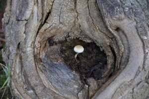 Cogumelo branco nascendo dentro do tronco de uma árvore