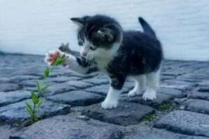 Um gato filhote brincando com uma planta